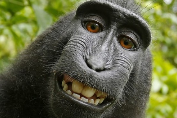 Nhiếp ảnh gia bị kiện đến phá sản vì bức hình Chú khỉ selfie và lý do không ai ngờ tới (1)
