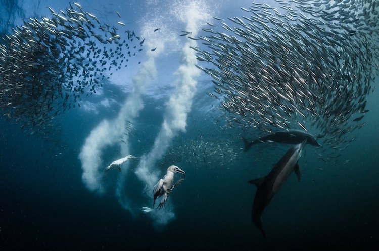 Giải nhất hạng mục bức ảnh của năm: Tác phẩm Sardine Run – Greg Lecoeur (Pháp). Bức ảnh miêu tả cuộc chiến săn cá mòi của các loài thú vùng biển Nam Phi.
