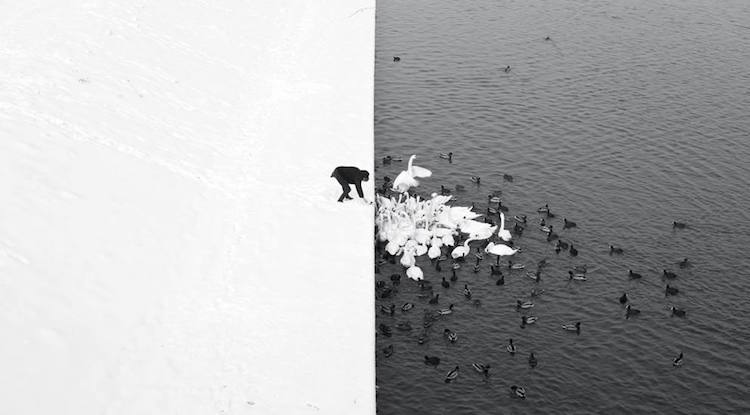 Giải nhất hạng mục ảnh đen trắng: Tác phẩm A man feeding swans in the snow – Marcin Ryczek (Ba Lan).