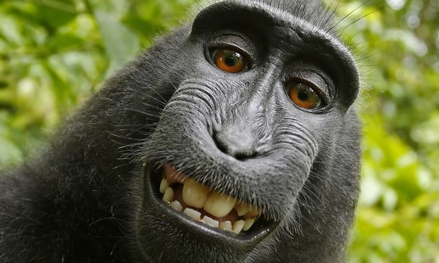 Nhiếp ảnh gia bị kiện đến phá sản vì bức hình Chú khỉ selfie và lý do không ai ngờ tới (1)