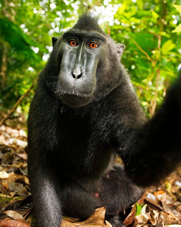 Nhiếp ảnh gia bị kiện đến phá sản vì bức hình Chú khỉ selfie và lý do không ai ngờ tới (2)